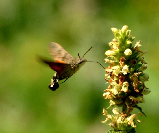 Galleria di insetti in volo